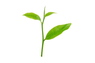 tea leaf on isolated white background