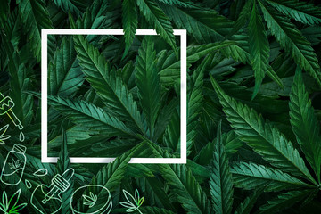 Natural background of cannabis, marijuana leaves and frame. Minimalism flat lay