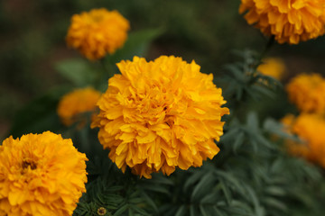 Close up Marigold flowers (Tagetes erecta, Mexican, Aztec or African marigold) in the garden.