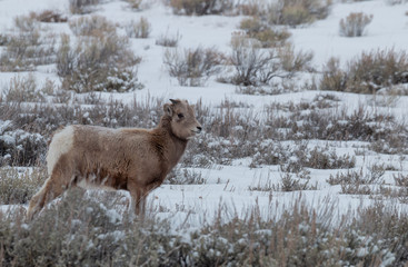 Plakat Bighorn Sheep Lamb in Winter in Wyoming