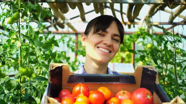 Portrait of a woman farmer in greenhouse with a box of tomatoes. Fresh vegetables concept, Eco food product plantation warmhouse