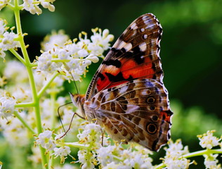 butterfly on white plants in a spring day 