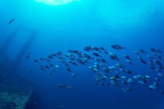 Sunken ship and bigeye trevally