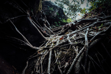 The roots of the big tree, which appeared on the wall.