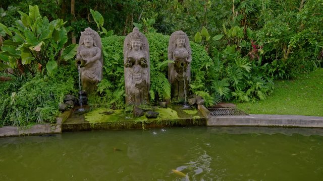 Fishes swimming in a pond, Bali