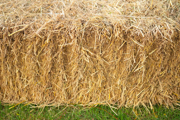 Hay or straw grass after harvest at country farm field