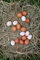 eggs in nest