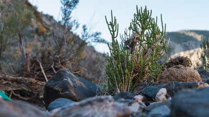 Arbustos en el desierto de Tabernas de la provincia de Almeria