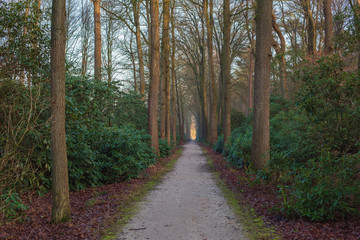 Walking path between trees and rhododendrons in the winter.
