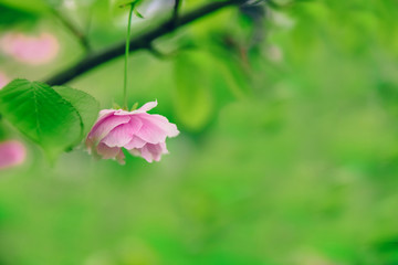 Spring floral background. Blooming sakura closeup, selective focus. Abstract spring nature for decorative design. Summer bright backdrop.