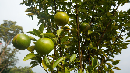 Tangerines ripen on a tree, but still green.