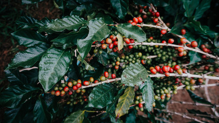 Coffee beans ripening on a tree.