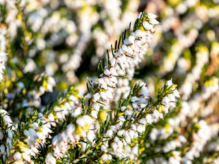 Blühende Schneeheide in weißer Farbe (erica carnea)