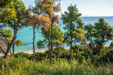 Obraz premium Beautiful nature of Greece, Chalkidiki. Green pines growing on hills and blue clear sea water in background. Horizontal color photography.