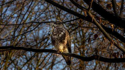 Mäusebussard