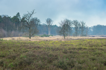 Obraz premium Misty heathland in winter under grey cloudy sky.