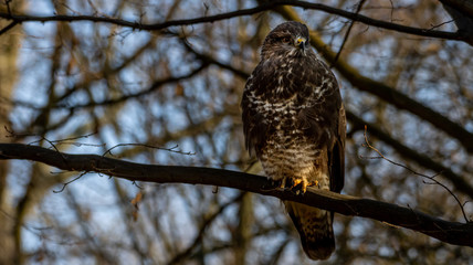 Mäusebussard
