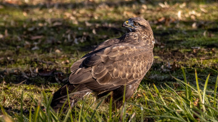 Mäusebussard