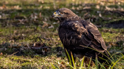 Mäusebussard