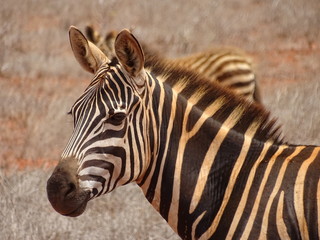 Naklejka premium Zebra