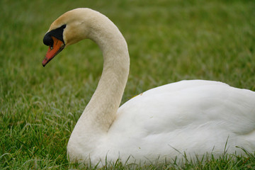 herzlicher Schwan