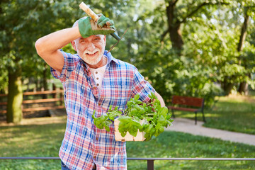 Senior Mann mit Gartengerät und Basilikum