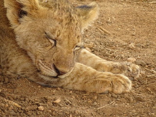 Naklejka premium Löwe