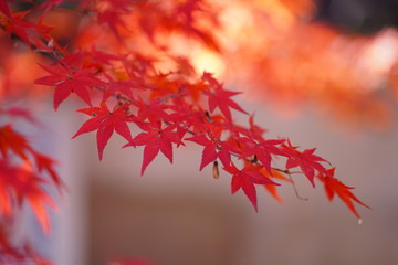 紅葉