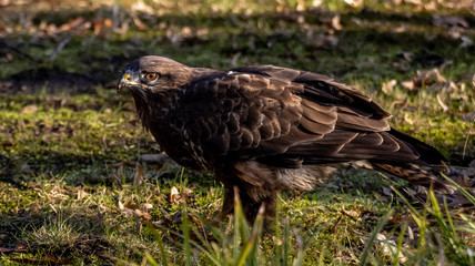 Mäusebussard