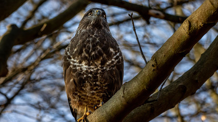 Mäusebussard
