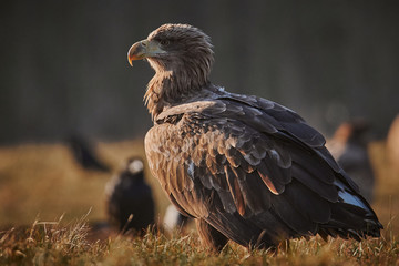 bald eagle resting on the ground