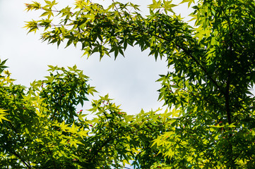 Young spring bright green leaves on branches of Acer Palmatum maple against cloudy sky. Selective focus. Sunny spring day. Place for your text.