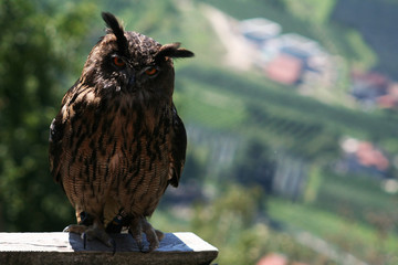 european owl