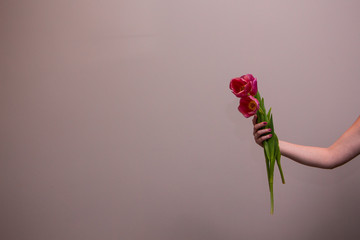 Woman's hand holding a pink tulip flower