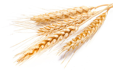Wheat ears isolated on a white background in close-up