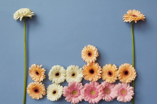 Appearing, moving and disappearing gerbera flowers on a blue background in the form of the popular Tetris computer game. Stop motion animation.