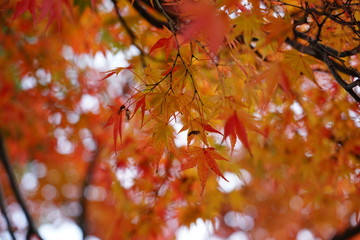 紅葉