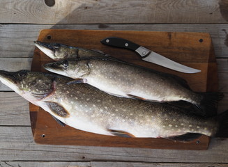 River fish pike on a cutting board in the kitchen, prepared for cleaning and butchering. Winter fishing.