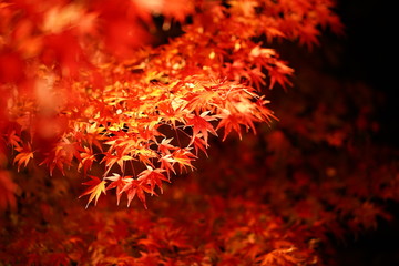 紅葉
