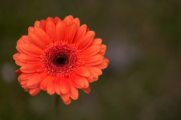 Close up of Gerbera jamesonii flower. Known as Gerbera, Transvaal Daisy, Barberton Daisy or Barbertonse madeliefie. Beautiful orange flower on green blurry background.