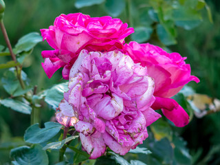 Fototapeta premium Three roses of which one is already fading on a bush in the garden.