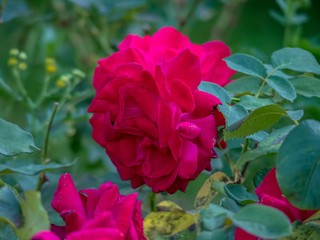 Red rose closeup on a bush.