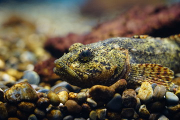 魚