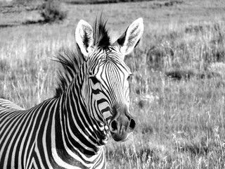 Fototapeta na wymiar Zebra 1060840 