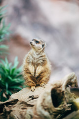 Meerkat sitting on a tree and watching around - 317747236