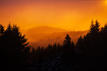 warm sunset tress silhouette
