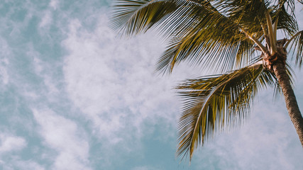 palm trees against blue sky