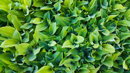 Lilies of the valley in the garden. Landscape design