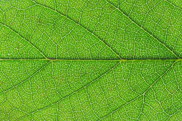 nervures de feuille en gros plan 