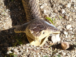 Cobra , danger venemous